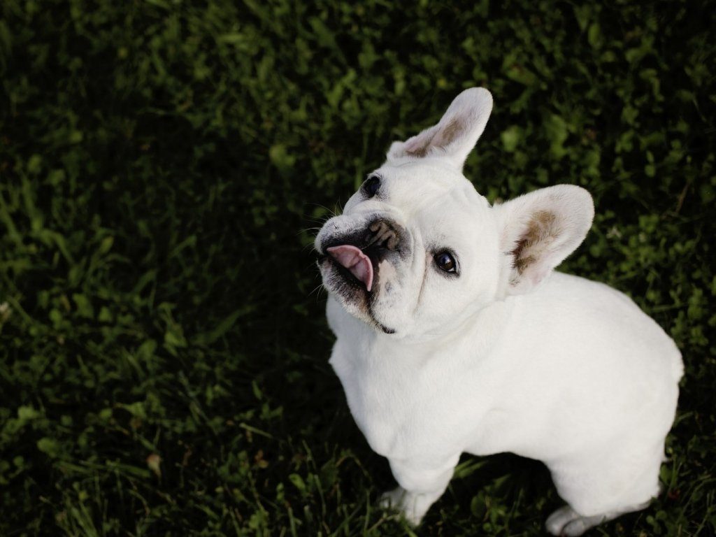 🥇 Cachorros de bulldog francés completamente blancos